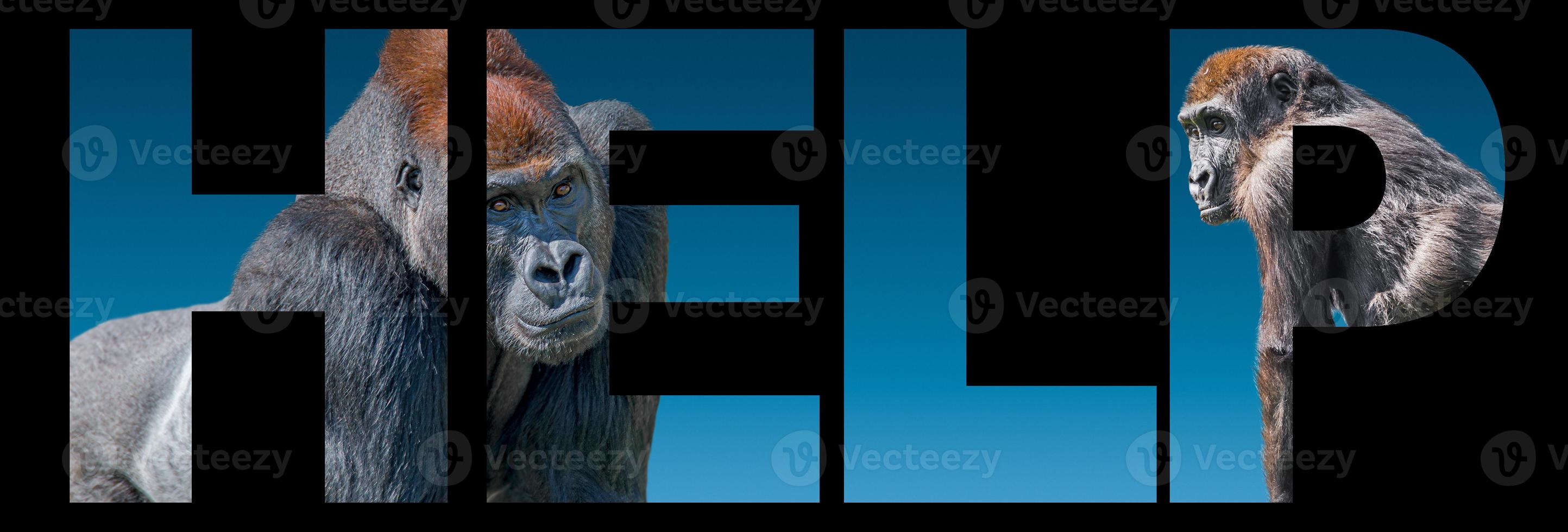 Banner mit Porträt von Wildtieren, zwei afrikanische Gorillas auf blauem Hintergrund mit Farbverlauf mit fetter Texthilfe, Nahaufnahme, Details foto