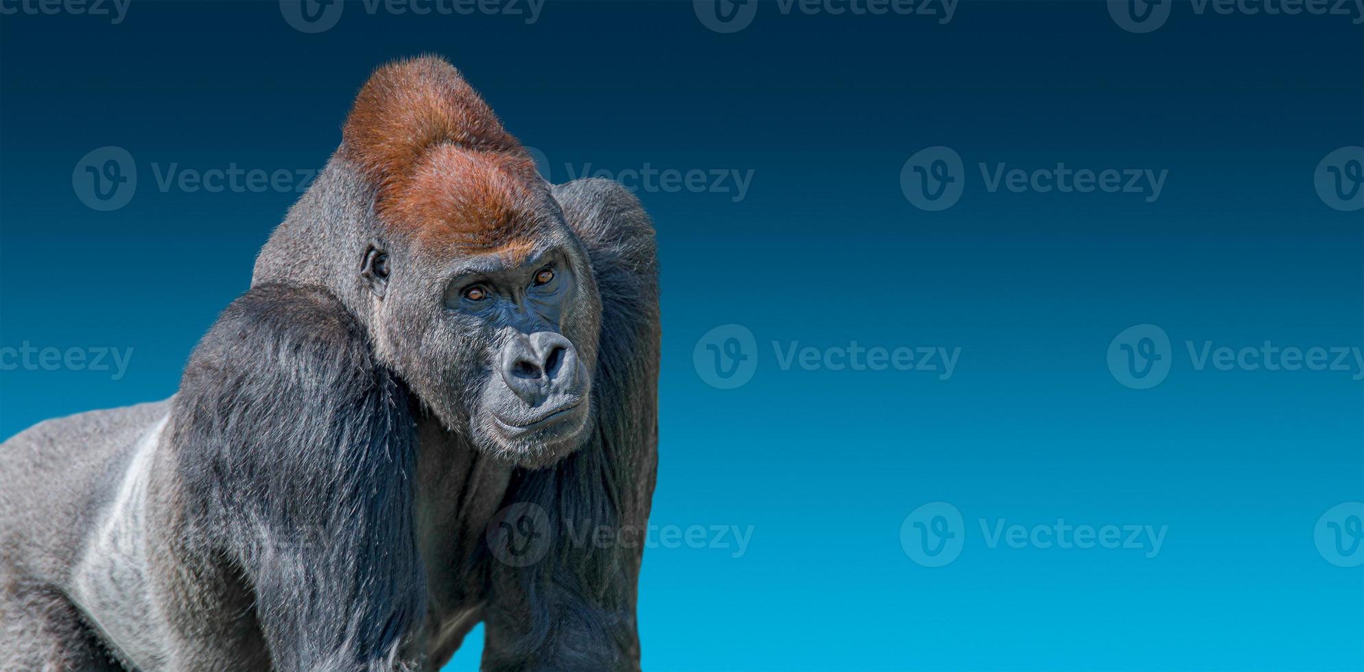 Banner mit Porträt eines sehr starken alpha-männlichen afrikanischen Gorillas auf blauem Hintergrund mit Farbverlauf mit Kopienraum für Text, Details, Nahaufnahme foto