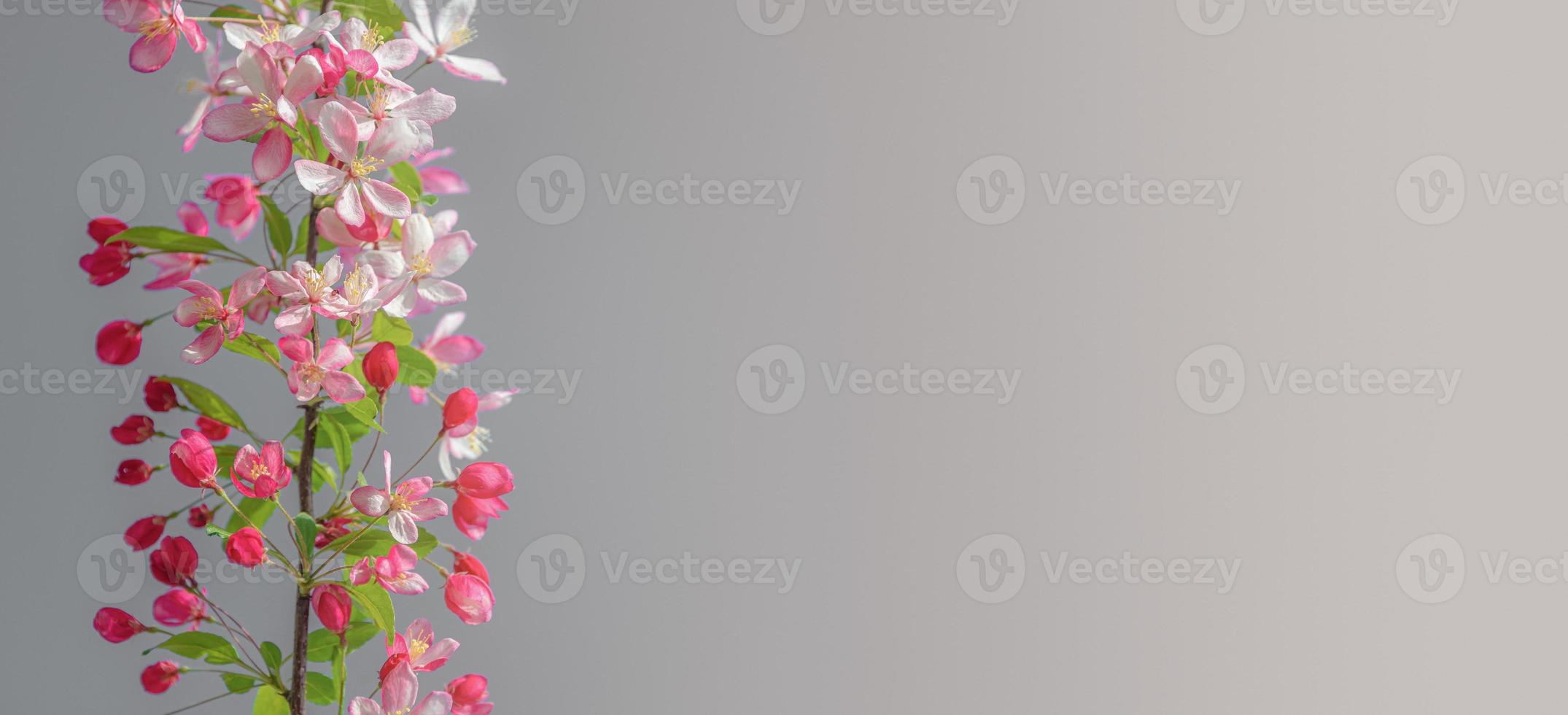 Banner mit schöner und farbenfroher Kirschblüte am Frühlingstag im tropischen Garten mit Kopienraum für Text und grauem Hintergrund mit Farbverlauf, Nahaufnahme, Details foto