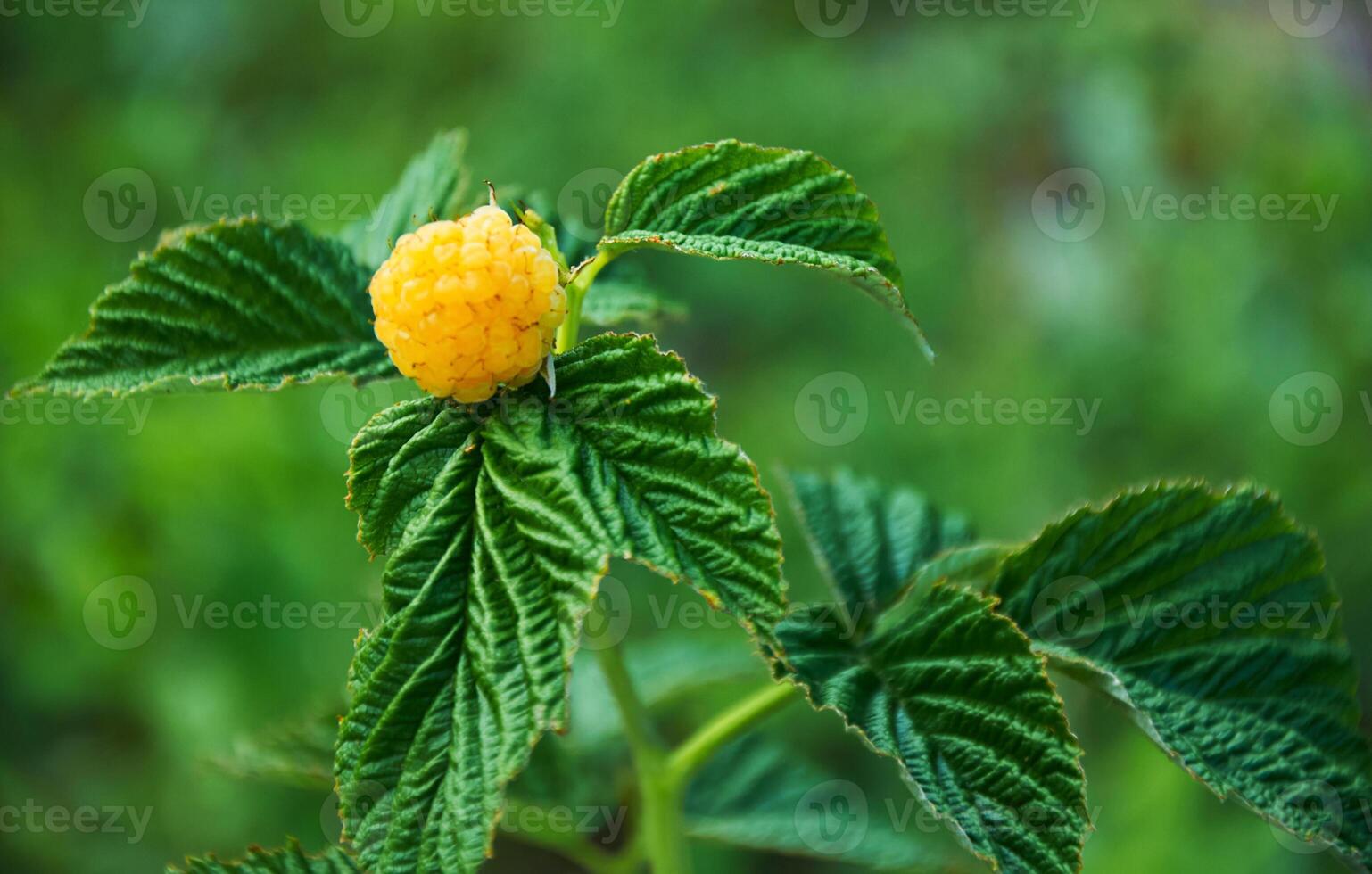 Himbeere Ast mit Gelb Himbeeren auf ein Hintergrund von Grün Blätter foto