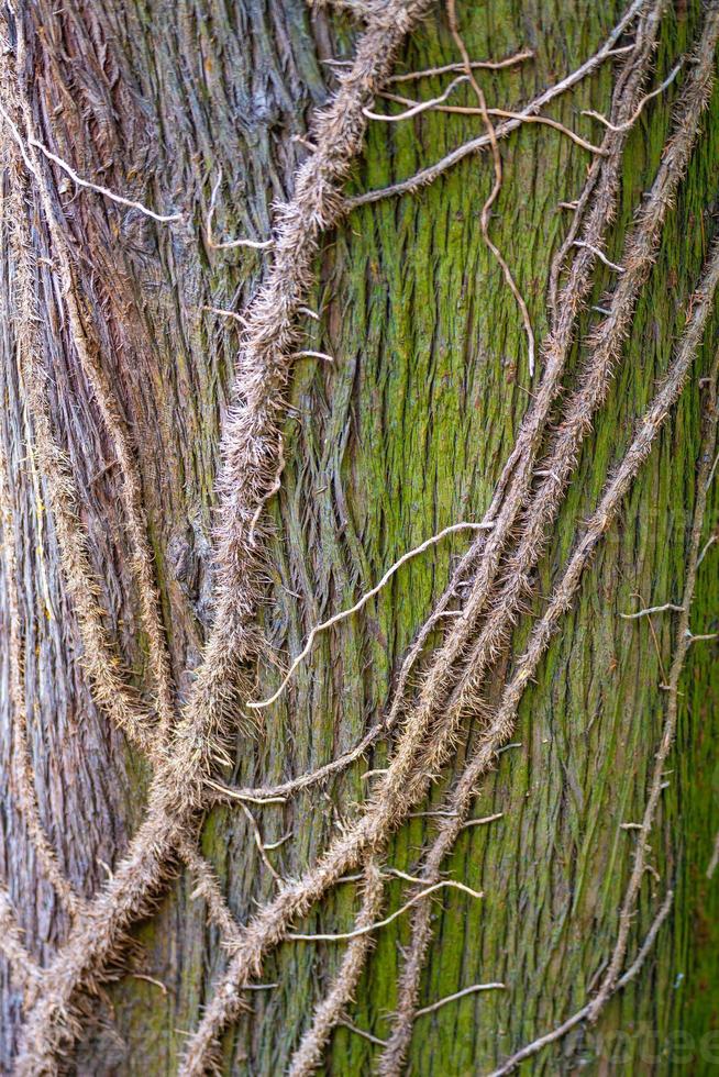 Bunte grüne alte Waldbaumstammrinde bedeckt mit Flechten und epiphytischen parasitären Pflanzen wie Leans, Nahaufnahme, Details. foto