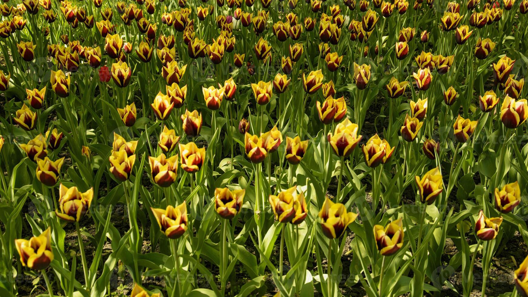 schön Blumenbeet von Tulpen im Frühling im ein groß Park foto