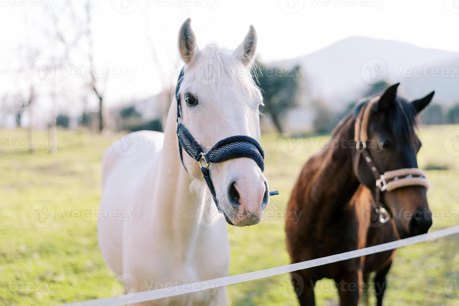 Weiß und Bucht Pferde Stand in der Nähe von ein Seil Zaun auf ein Grün Weide foto