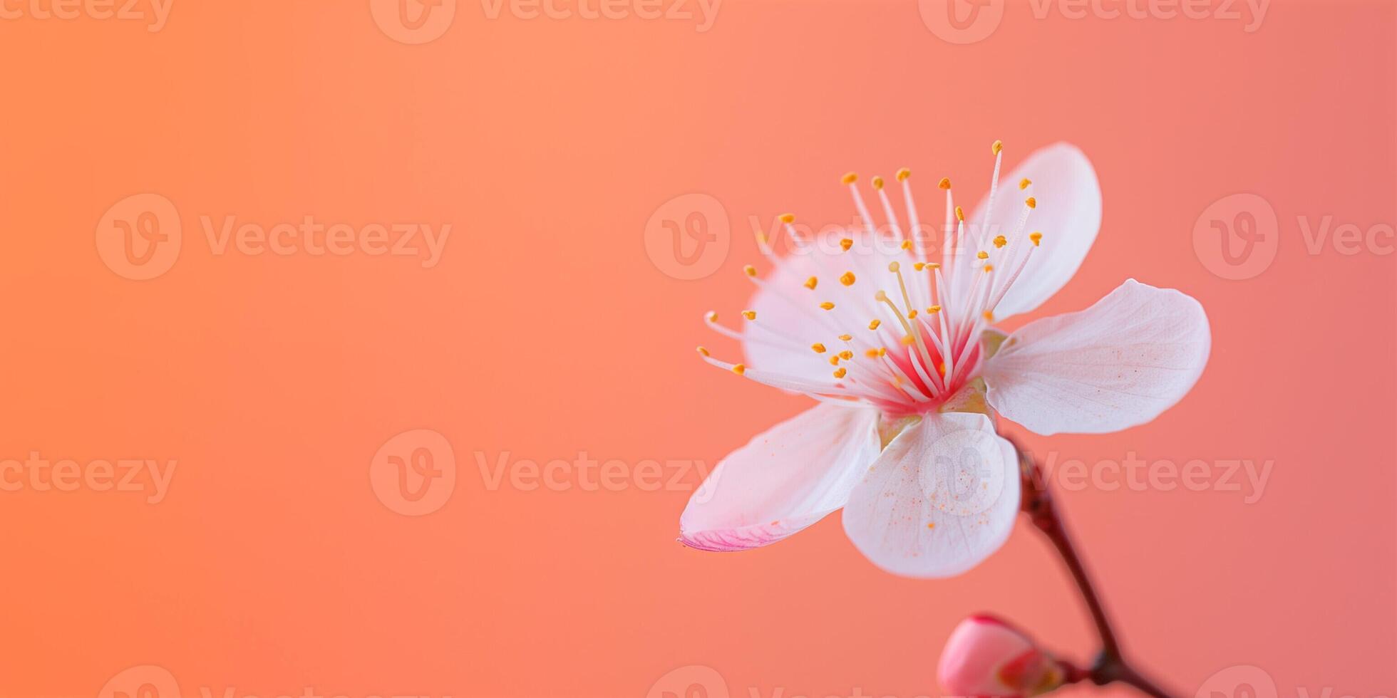 ai generiert schließen oben Detail von ein Single Pflaume Blüte, isoliert auf ein Gradient Hintergrund foto