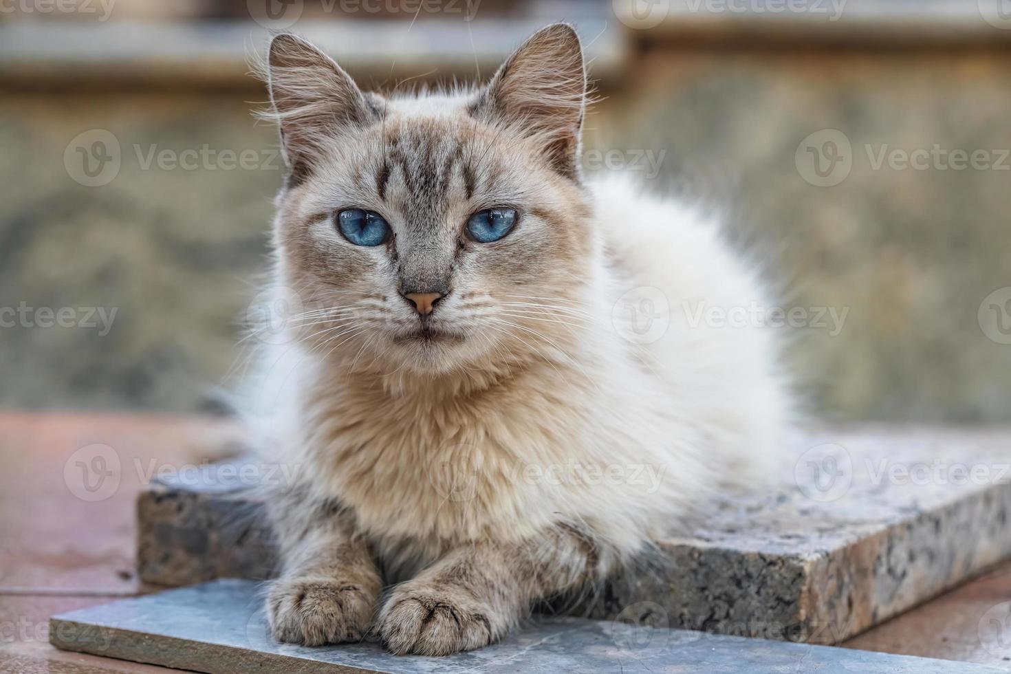 weiße verwilderte Hauskatze foto