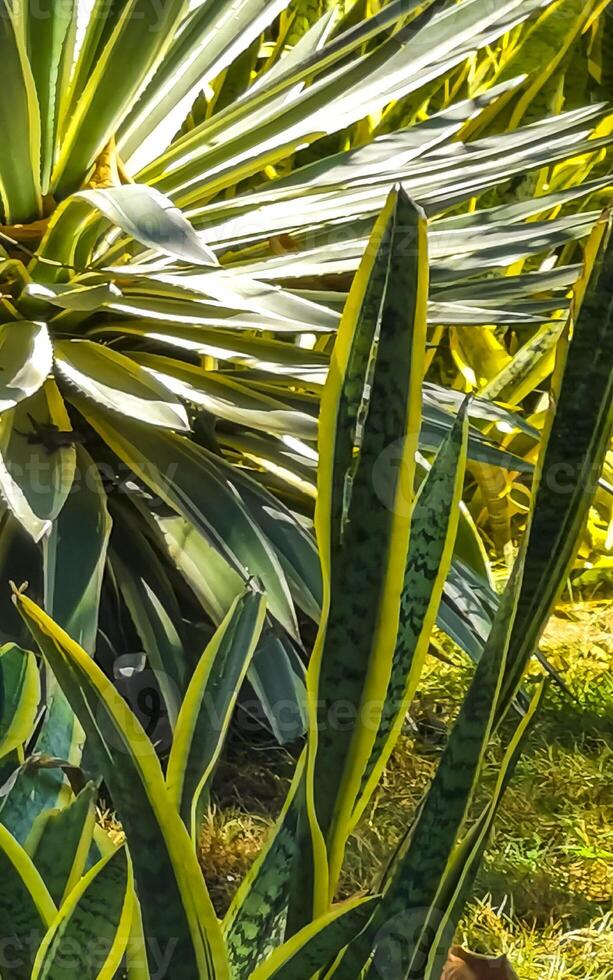 tropisch exotisch Grün Zier Pflanze Blume im Mexiko. foto