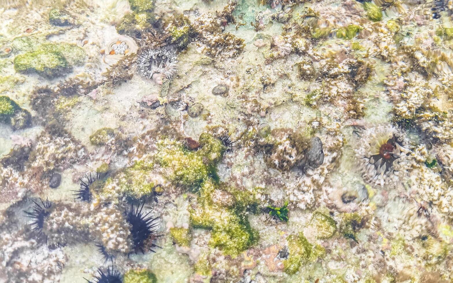 lange stachelig Meer Bengel Seeigel Korallen Felsen klar Wasser Mexiko foto