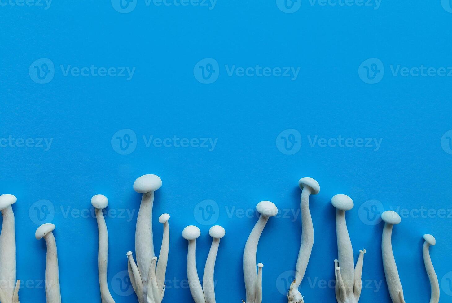 Weiß Enoki Pilze auf Blau, Vegetarier Küche Konzept foto