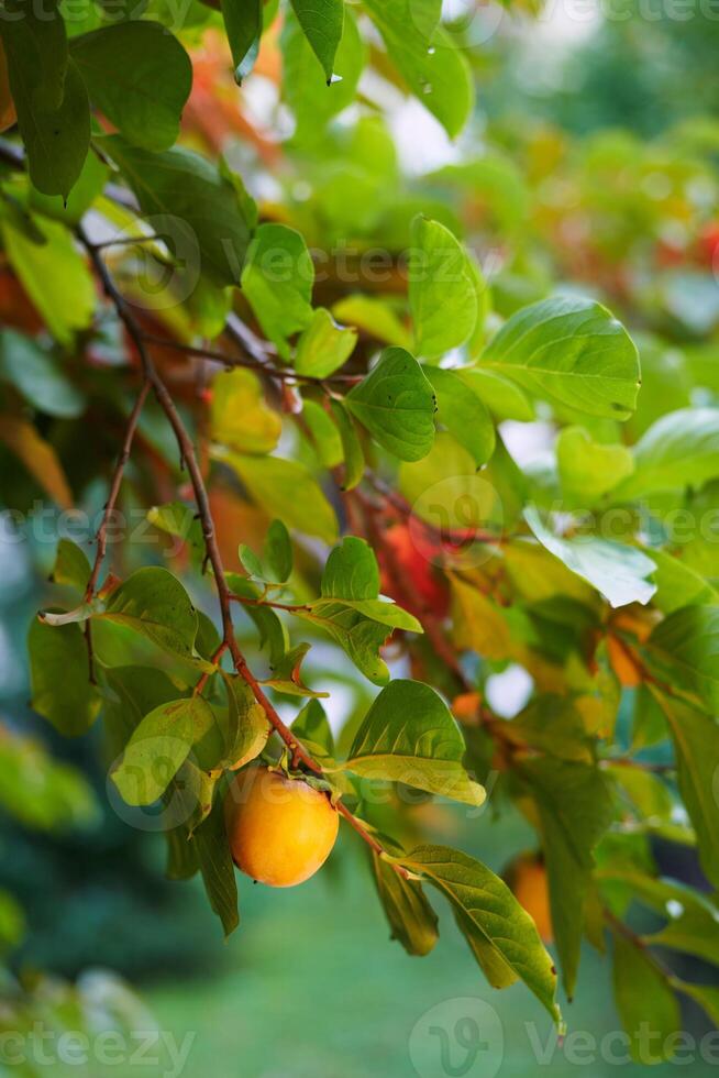 Gelb Persimmon wächst unter Grün Laub auf ein Baum Ast foto