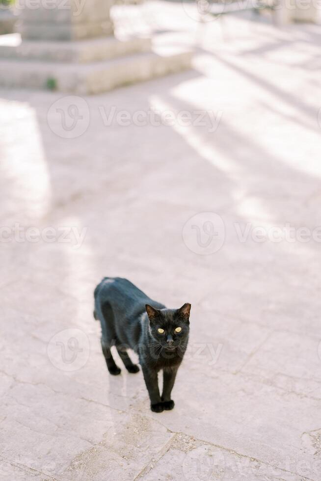 schwarz Katze steht auf das Pflasterung Steine auf das Straße foto