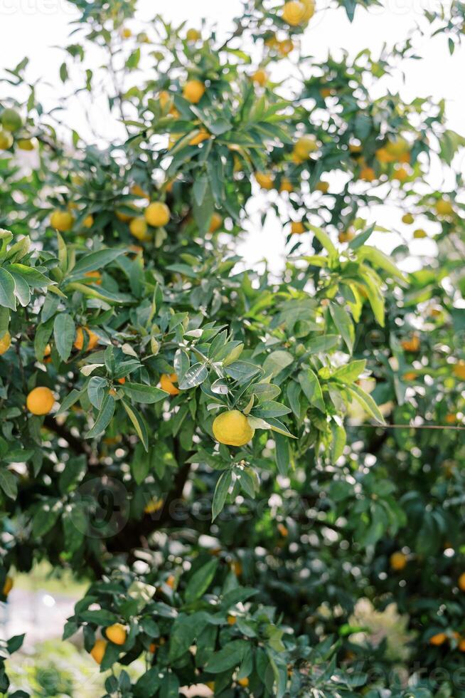 Gelb Mandarinen hängen auf das Geäst von ein Grün Baum im das Garten foto