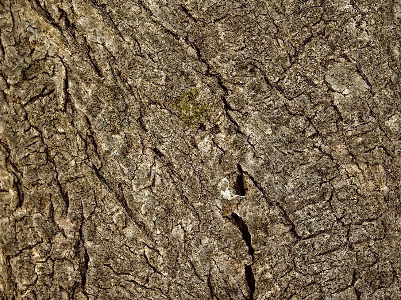 braune Holzstruktur foto