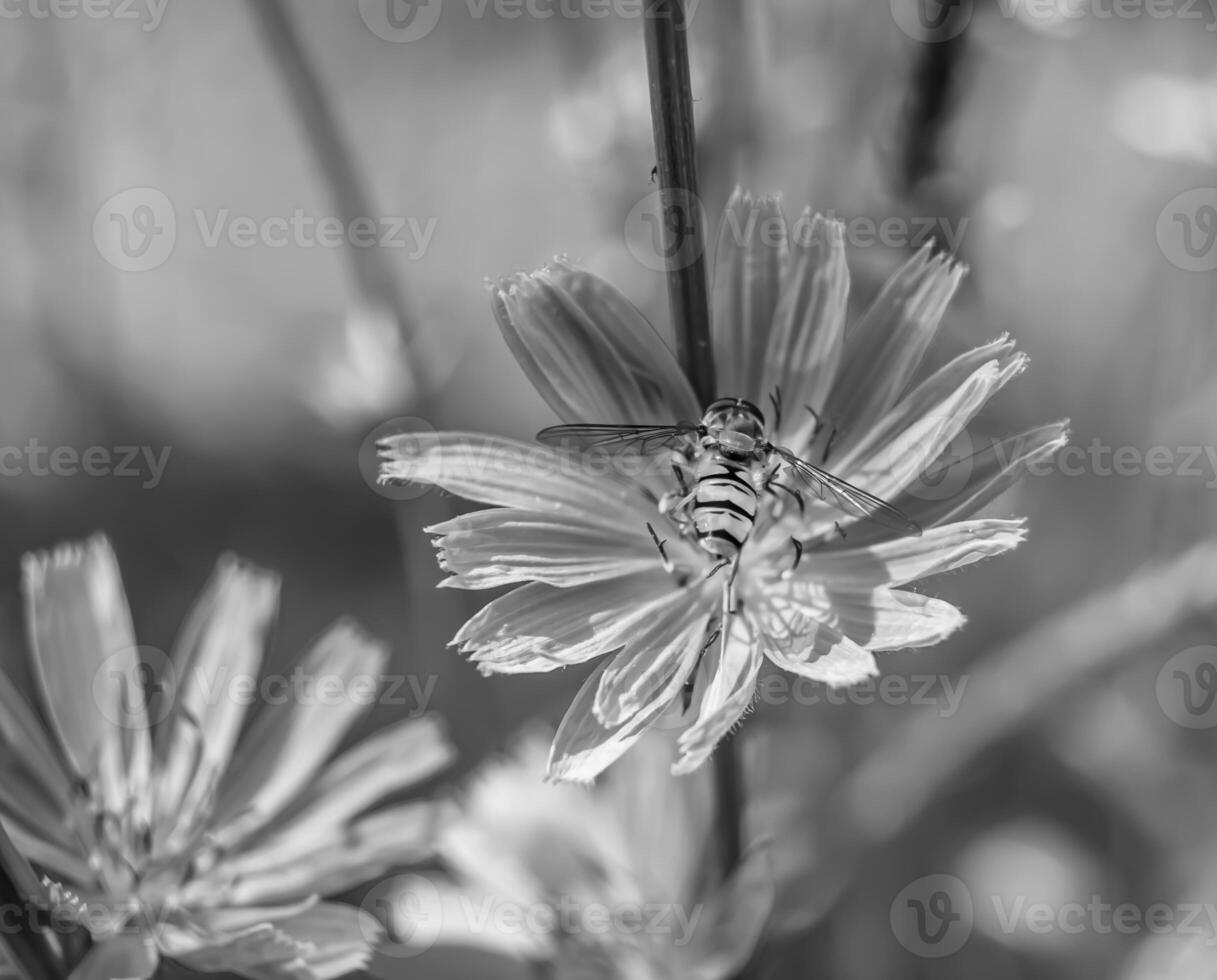 schöne wilde Blume geflügelte Biene auf der Hintergrundlaubwiese foto