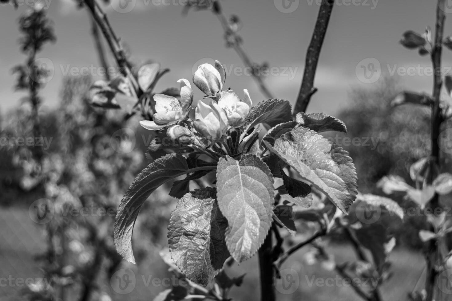 Fotografie auf Thema schön Obst Ast Apfel Baum mit natürlich Blätter unter sauber Himmel foto