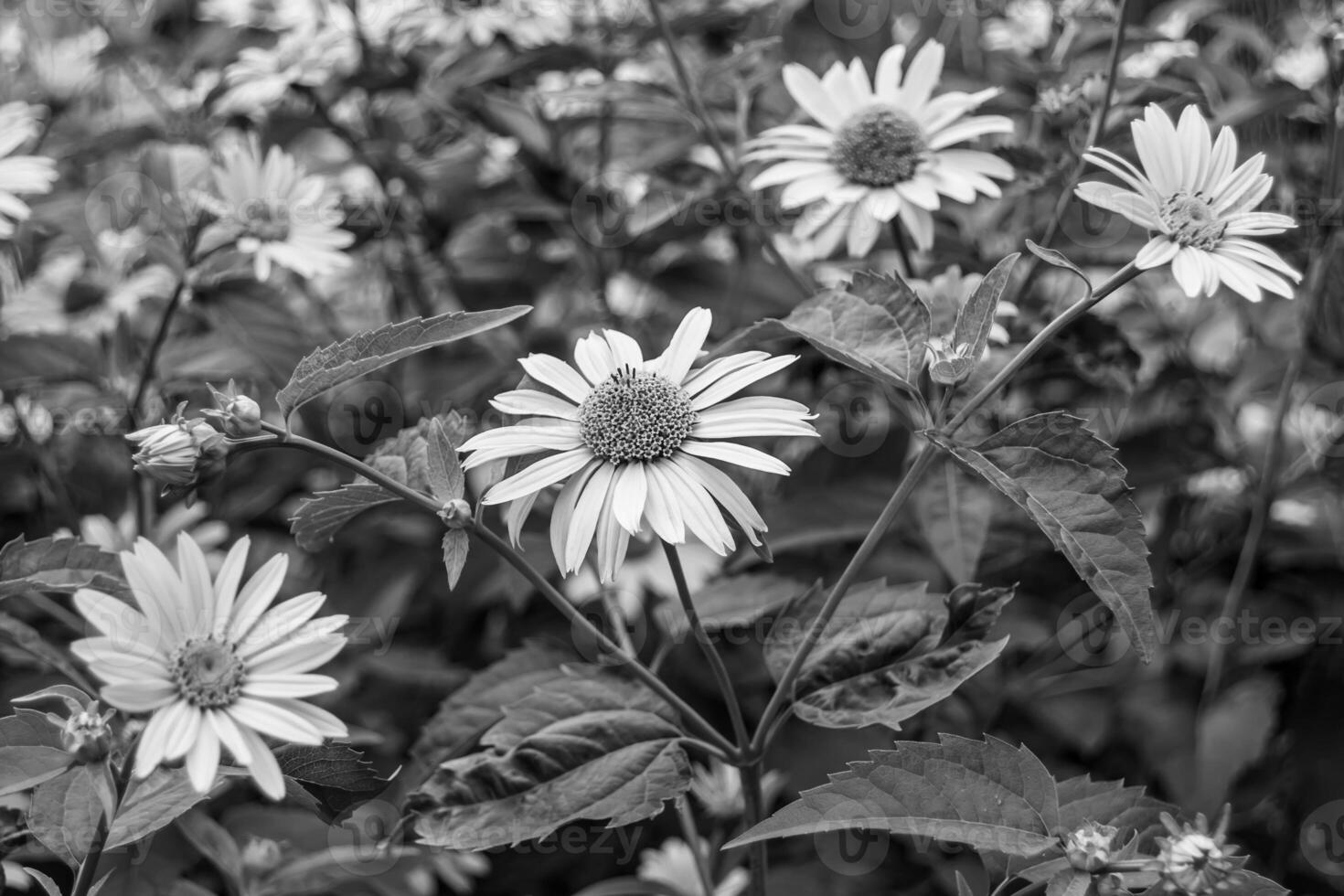 feine wild wachsende Blume Aster falsche Sonnenblume auf der Hintergrundwiese foto