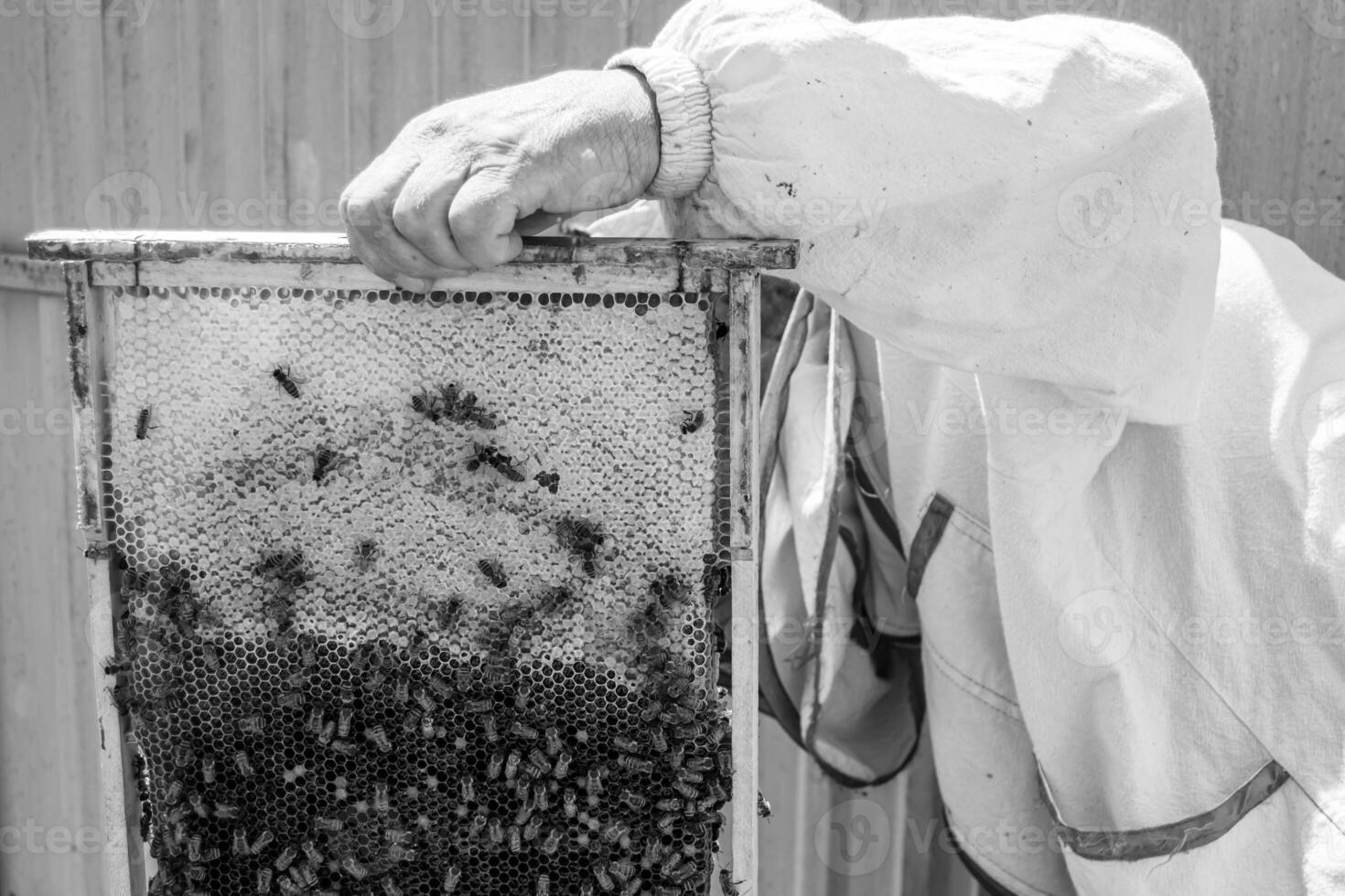 geflügelte Biene fliegt langsam zum Imker und sammelt Nektar auf privatem Bienenstand foto