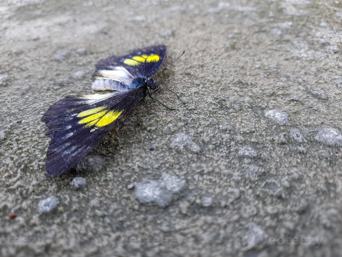 natürlich Aussicht von schön schwarz Schmetterling auf Beton Boden im mit Kopieren Raum mit Hintergrund Insekten, Ökologie, frisch Startseite Seite Konzept. foto