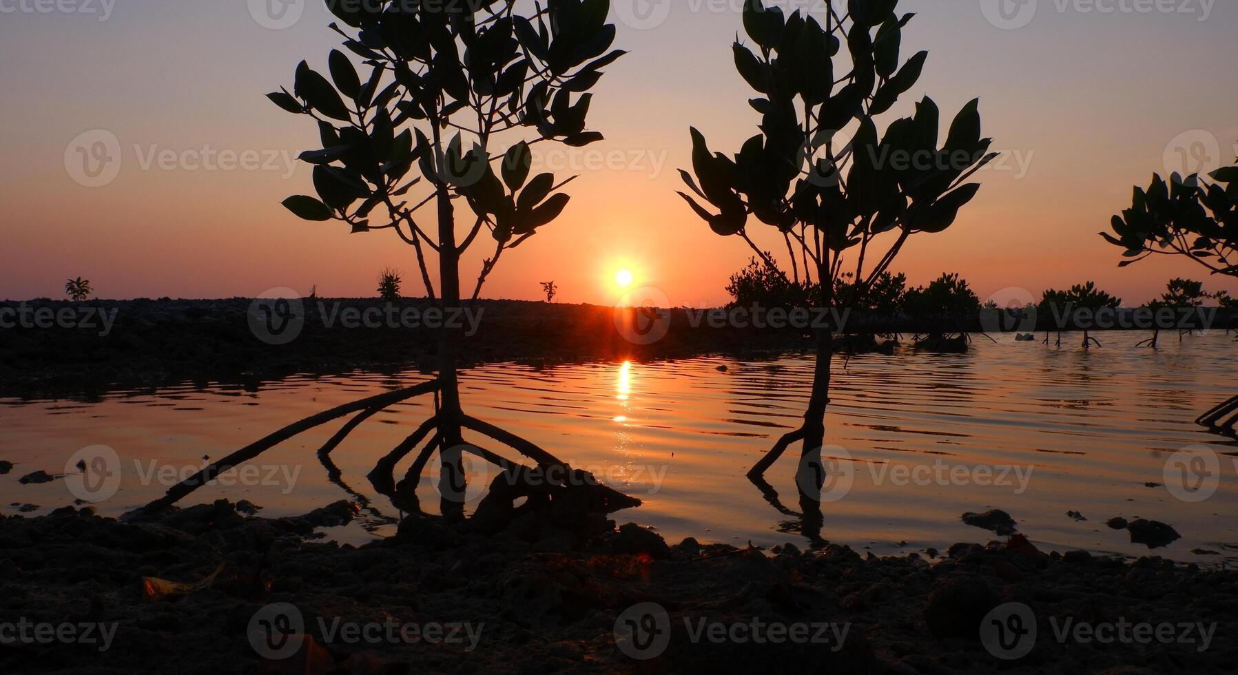 Sonnenuntergang im das Mangrove Wald beim das Strand, schön Foto Digital Bild