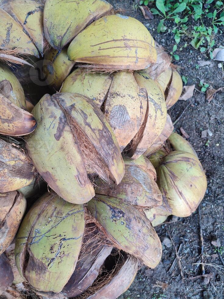 Kokosnuss Schale oder Kokosnuss Ballaststoff foto