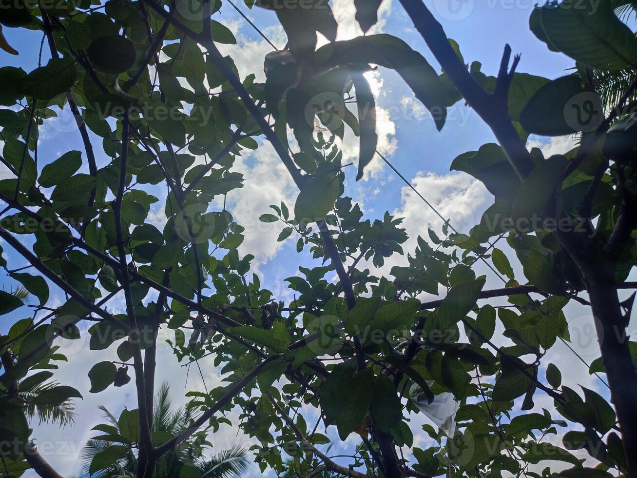 Blätter, Zweige und Guave Bäume im das Garten foto