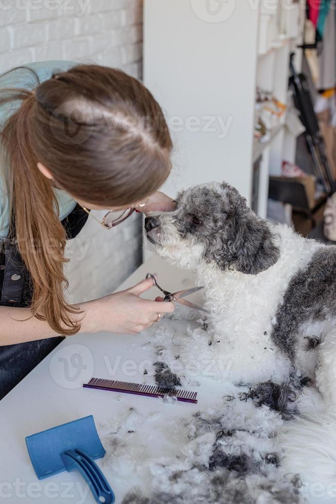 lächelnde Frau, die Bichon Frise Hund im Salon pflegt foto