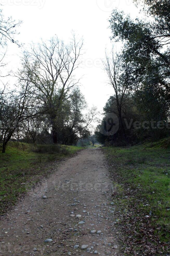 Schmutz Gehen Pfad mit Steine Grün Gras foto