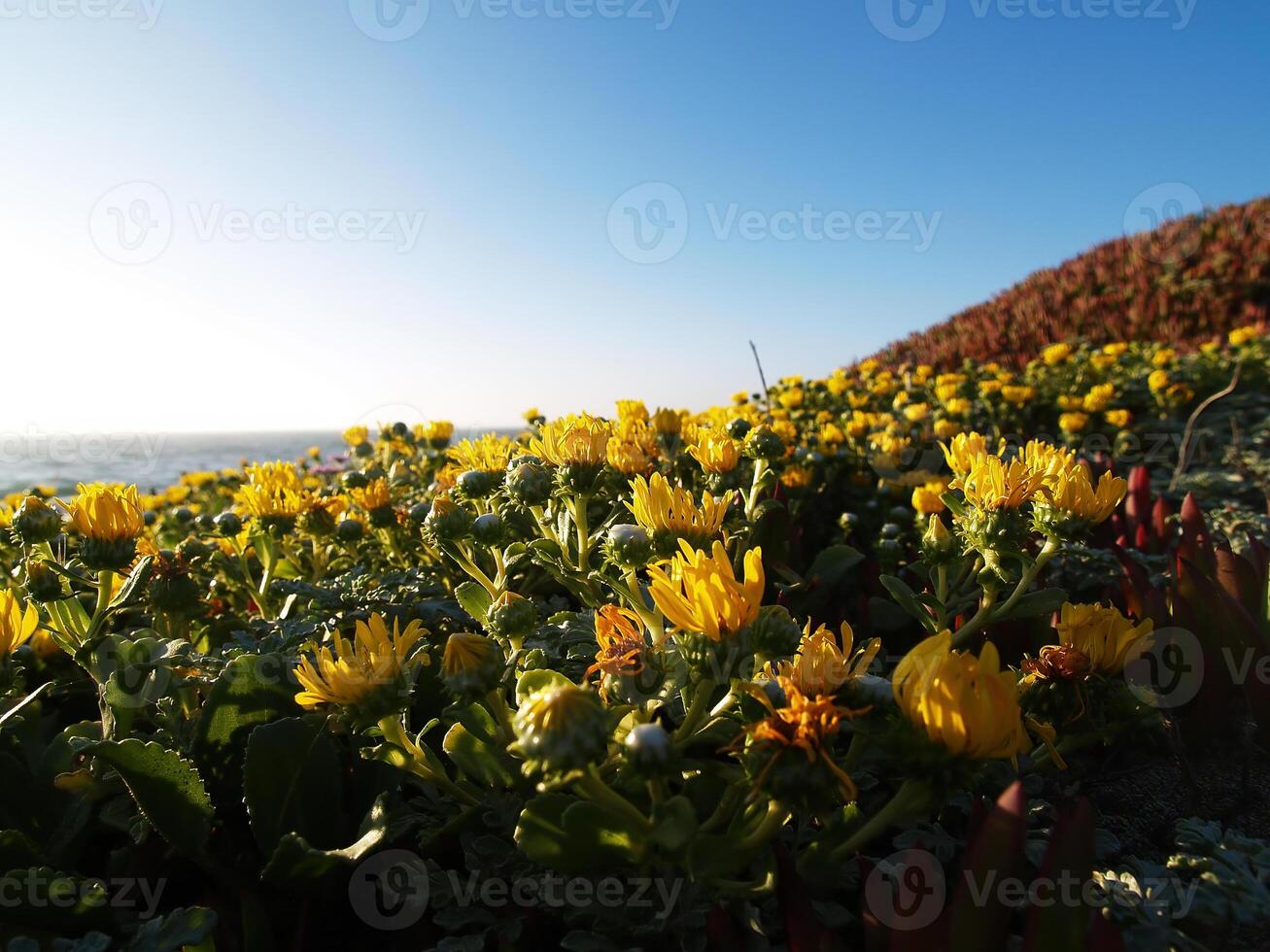 Gelb Blumen auf Eis Pflanzen Nord Kalifornien Strand foto