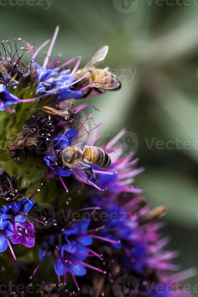 fest Schuss von zwei Bienen Versammlung Pollen auf Blume foto