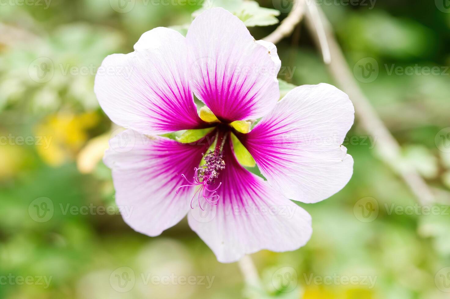 fest Schuss von lila und Weiß Blume mit Grün Hintergrund foto