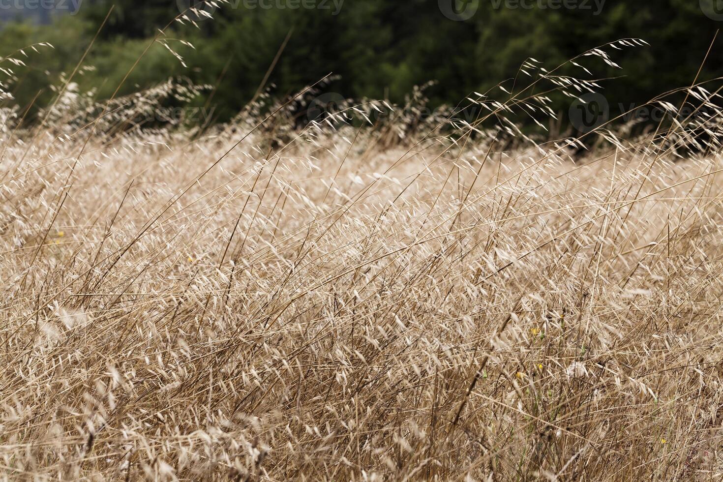 wild golden Gras im Feld mit Grün Baum Hintergrund foto