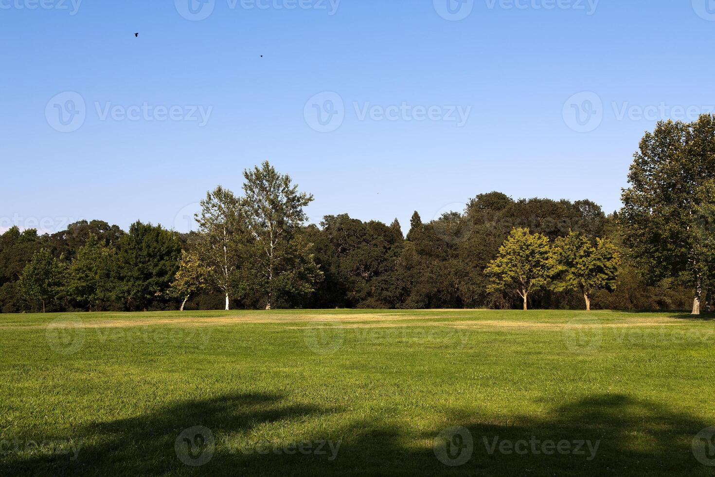 Grün Gras und Bäume Blau Himmel Teil foto