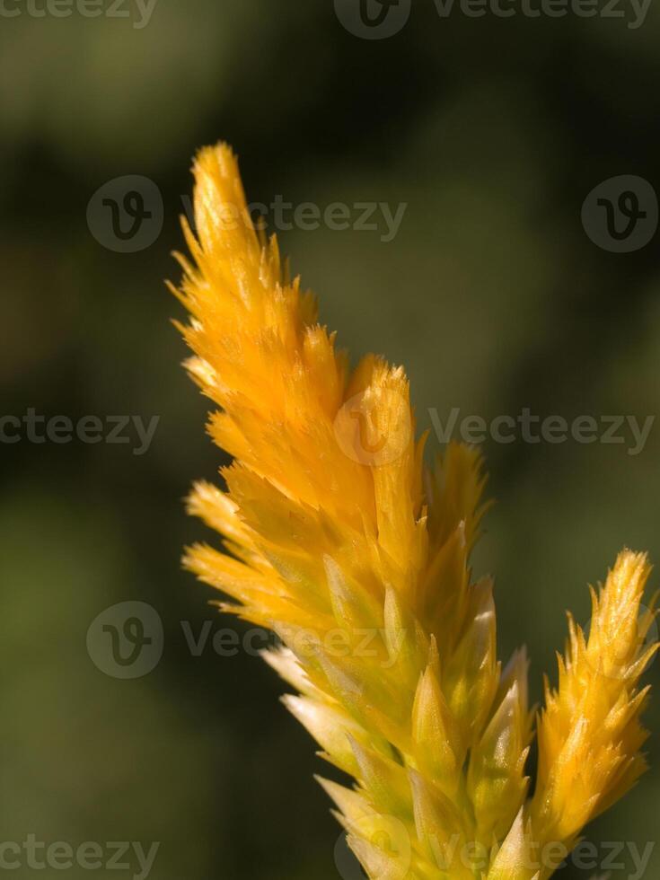 Gelb Celosia Blume mit verschwommen Grün Hintergrund foto