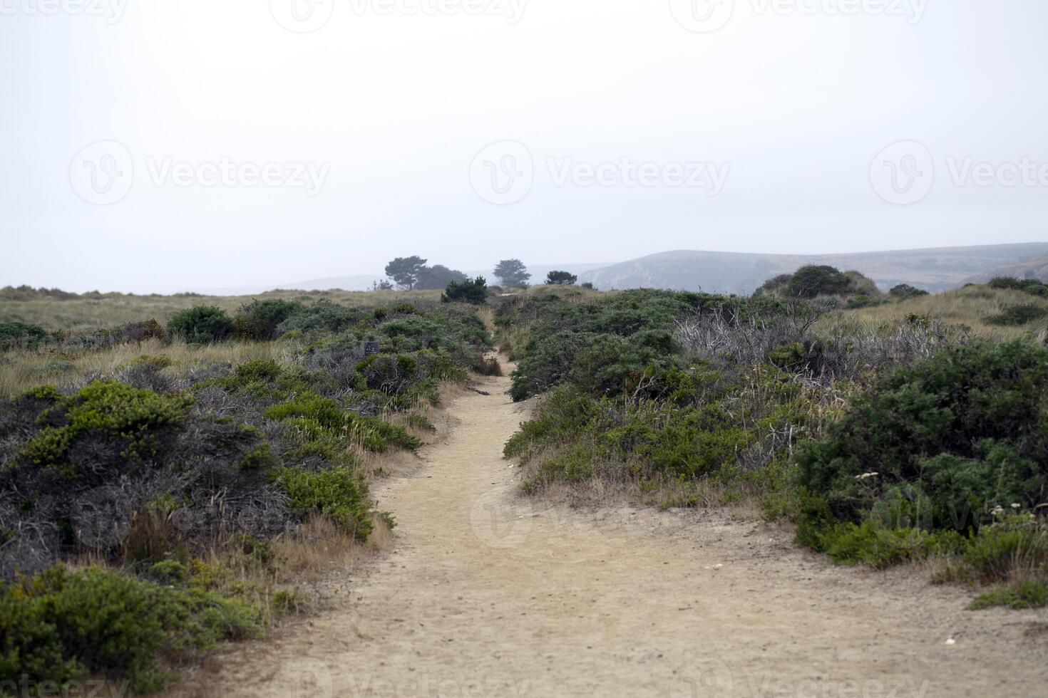 sandig Wandern Weg zu Strand Grün Gebüsch foto