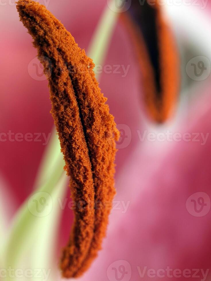 Nahansicht von Pollen bedeckt Teil von Blume foto