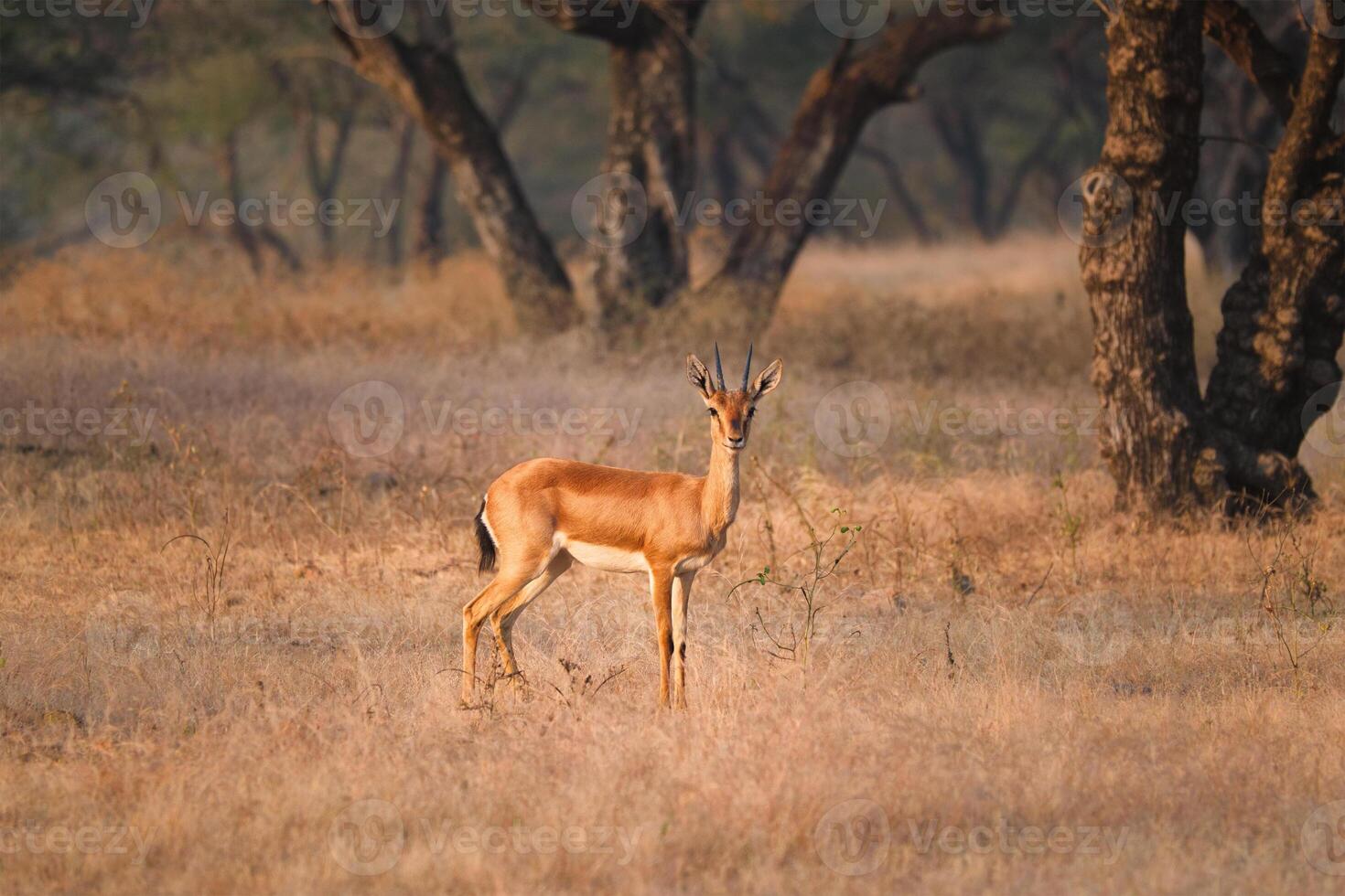 indisch benetti Gazelle oder Chinkara im Rathnambor National Park, Rajasthan, Indien foto