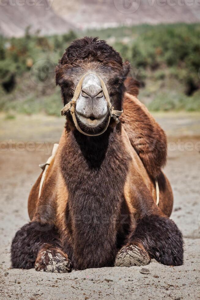 Kamel im nubra Tal, Ladakh foto