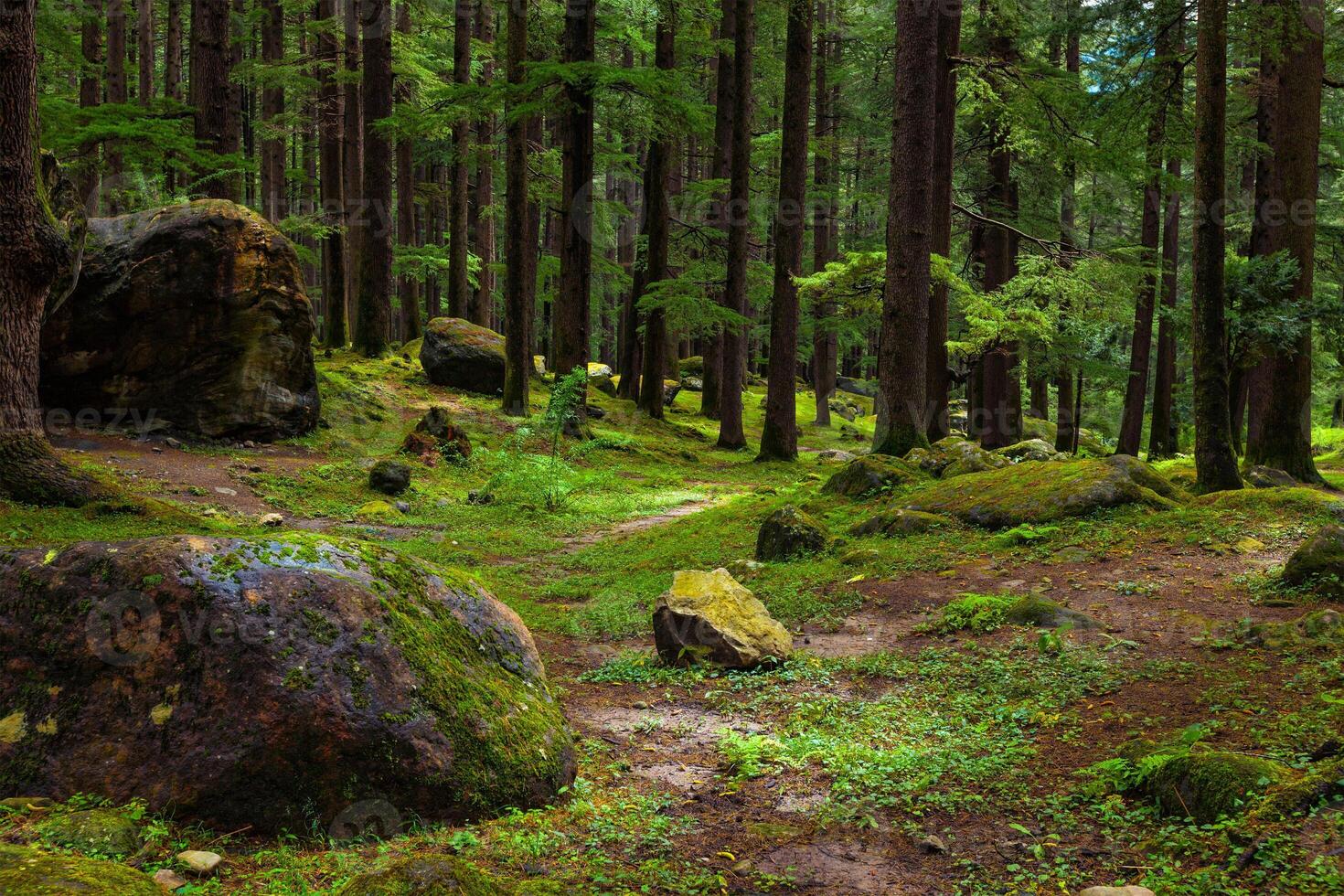 Kiefer Wald mit Felsen und Grün Moos foto