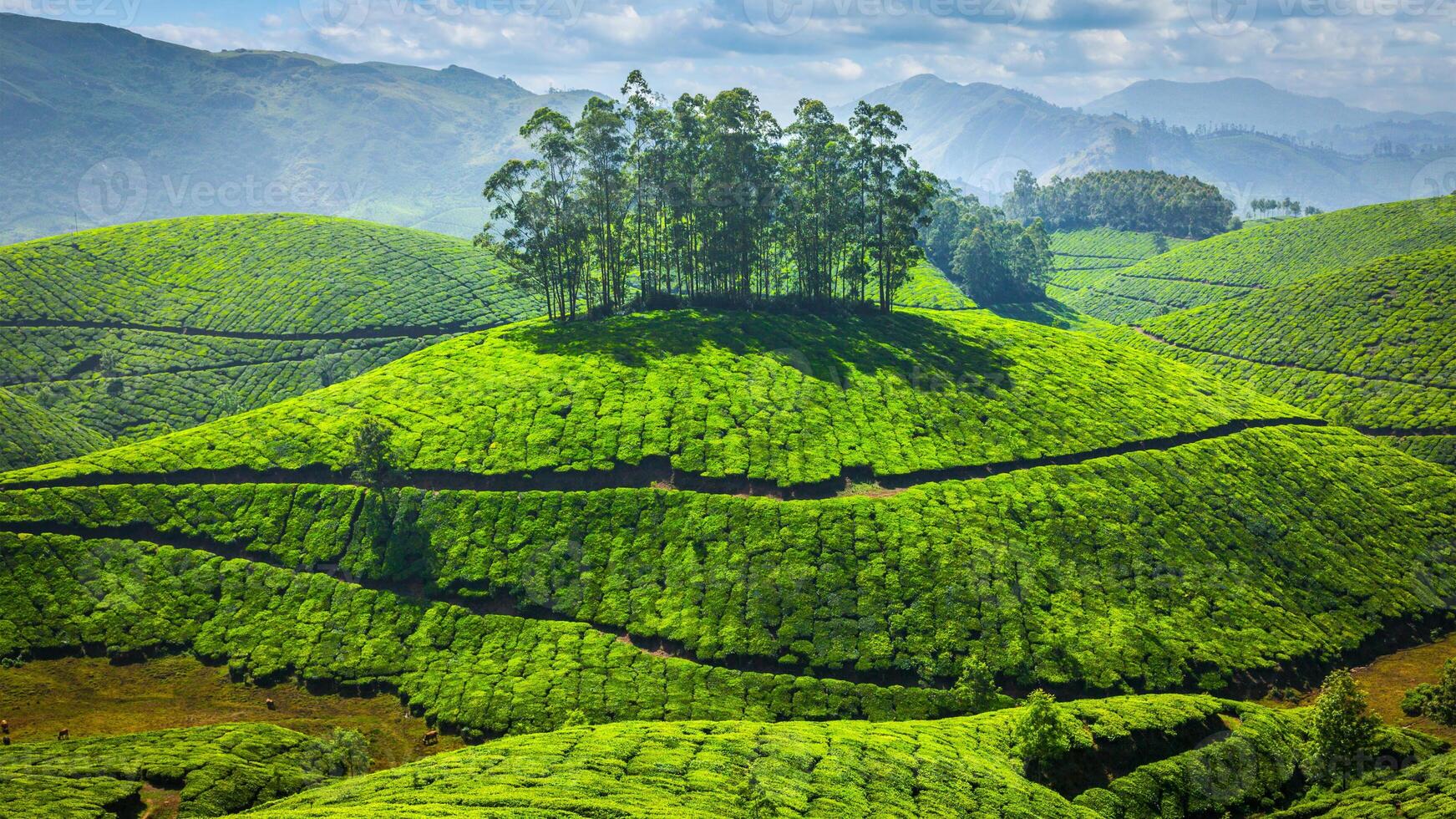 Grün Tee Plantagen im Indien foto