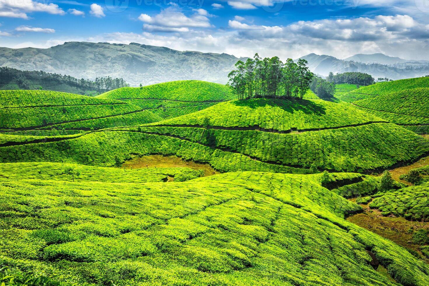 Grün Tee Plantagen im Indien foto