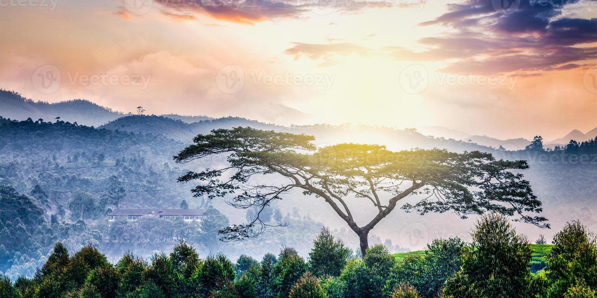 einsam Baum auf Sonnenaufgang im Hügel foto