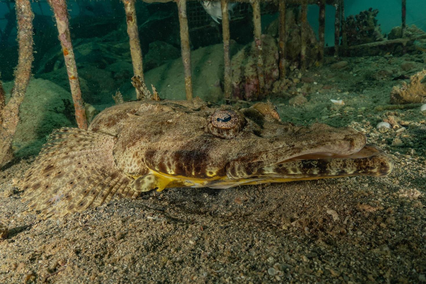 fische schwimmen im roten meer, bunte fische, eilat israel foto