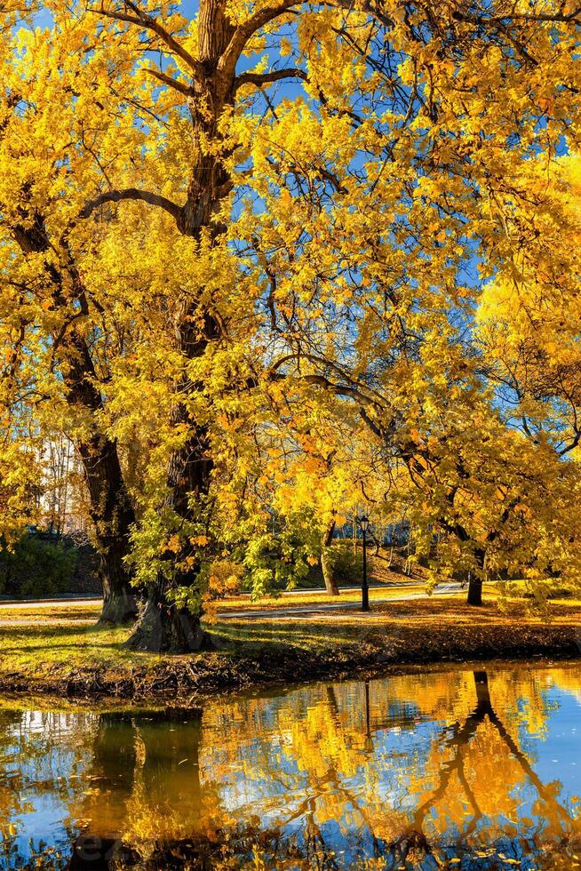 Herbst im Park foto