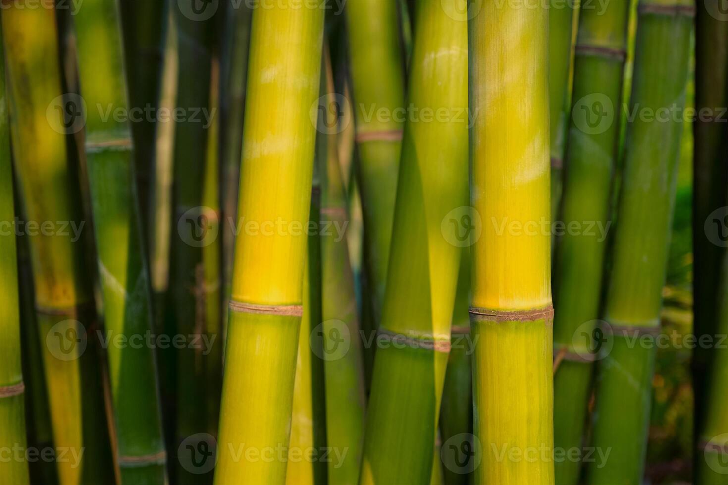 Bambus schließen oben im Bambus Hain foto