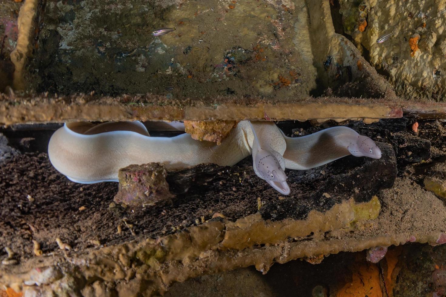 muräne mooray lycodontis undulatus im roten meer, eilat israel foto