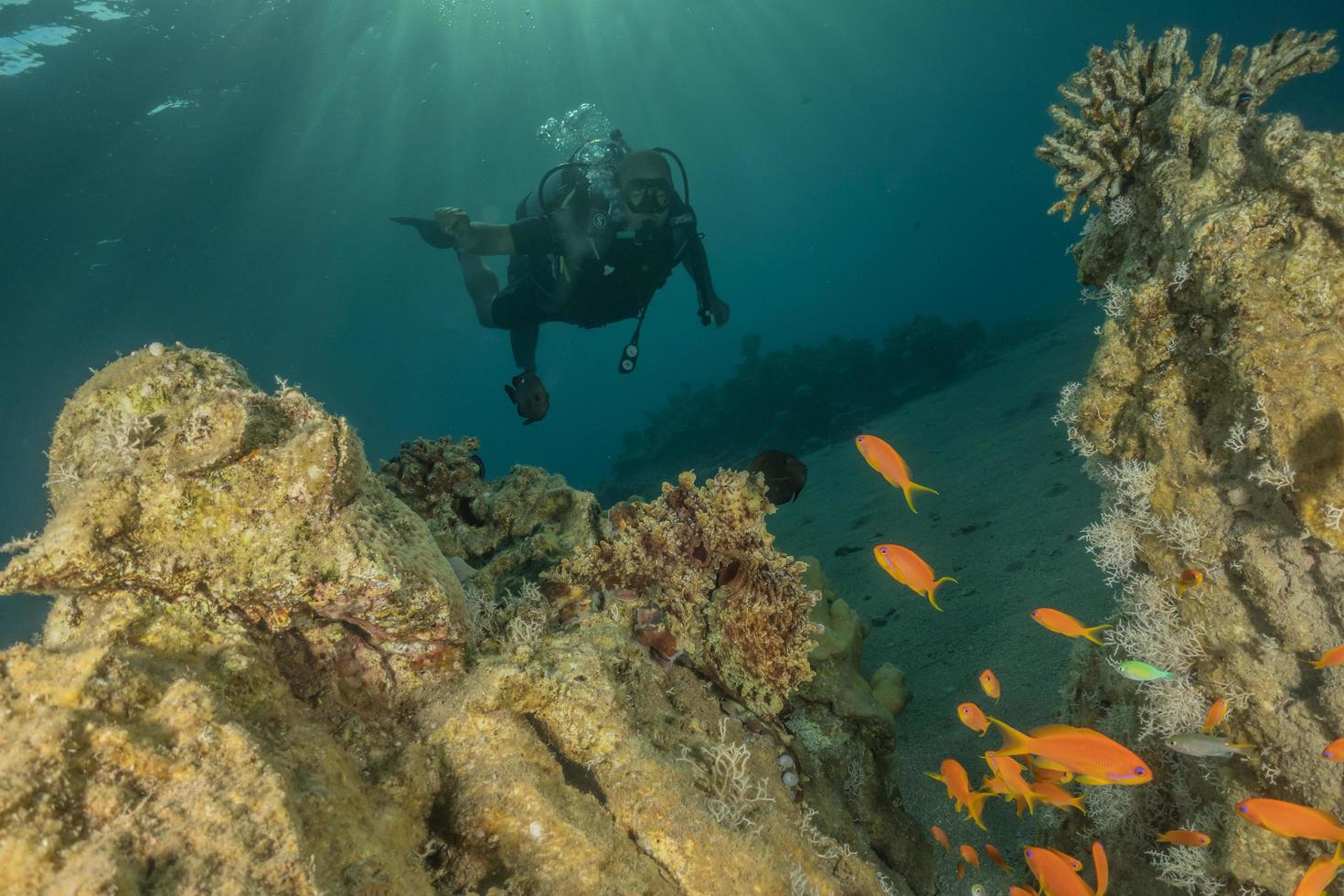 fische schwimmen im roten meer, bunte fische, eilat israel foto