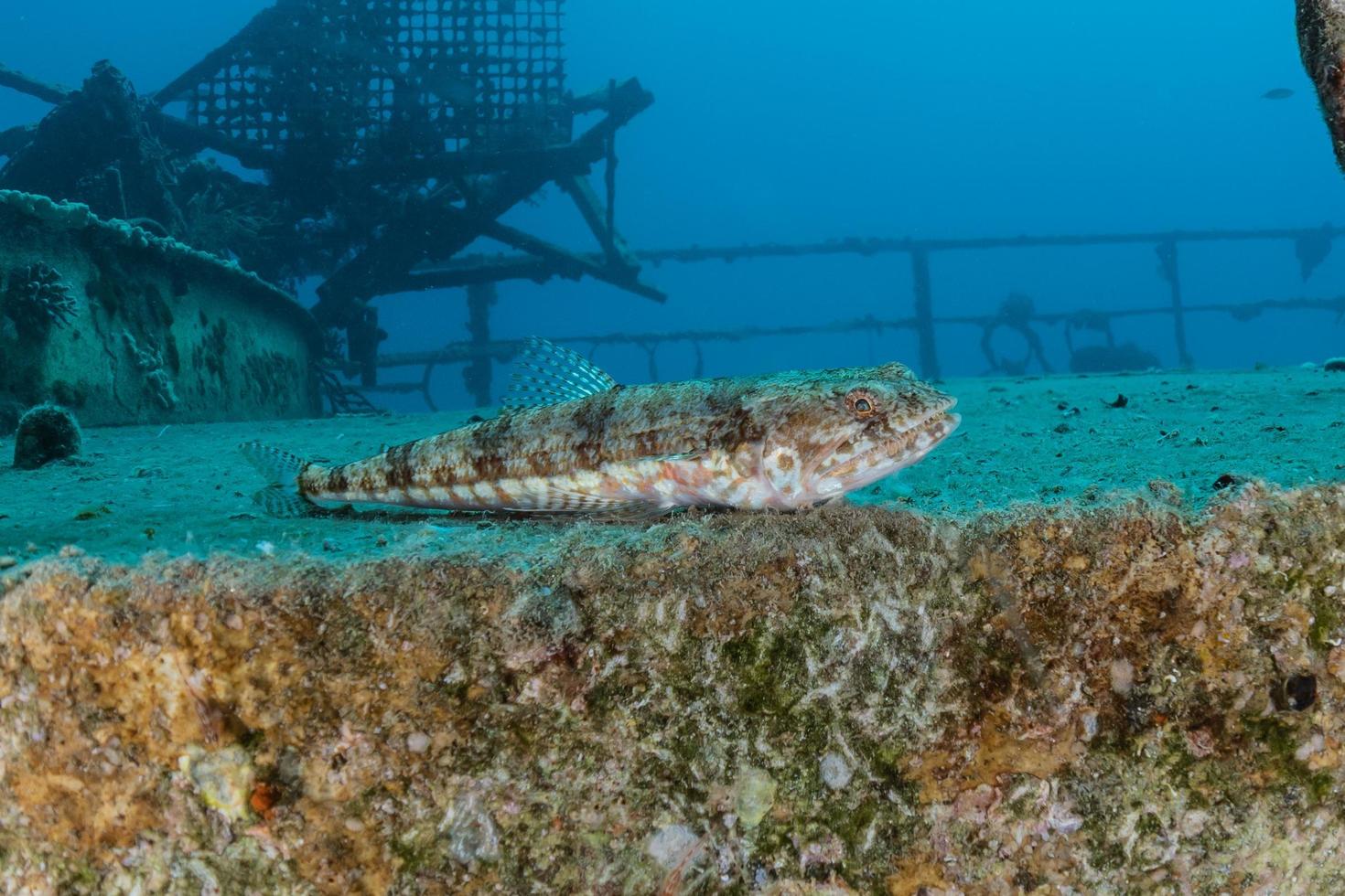 fische schwimmen im roten meer, bunte fische, eilat israel foto