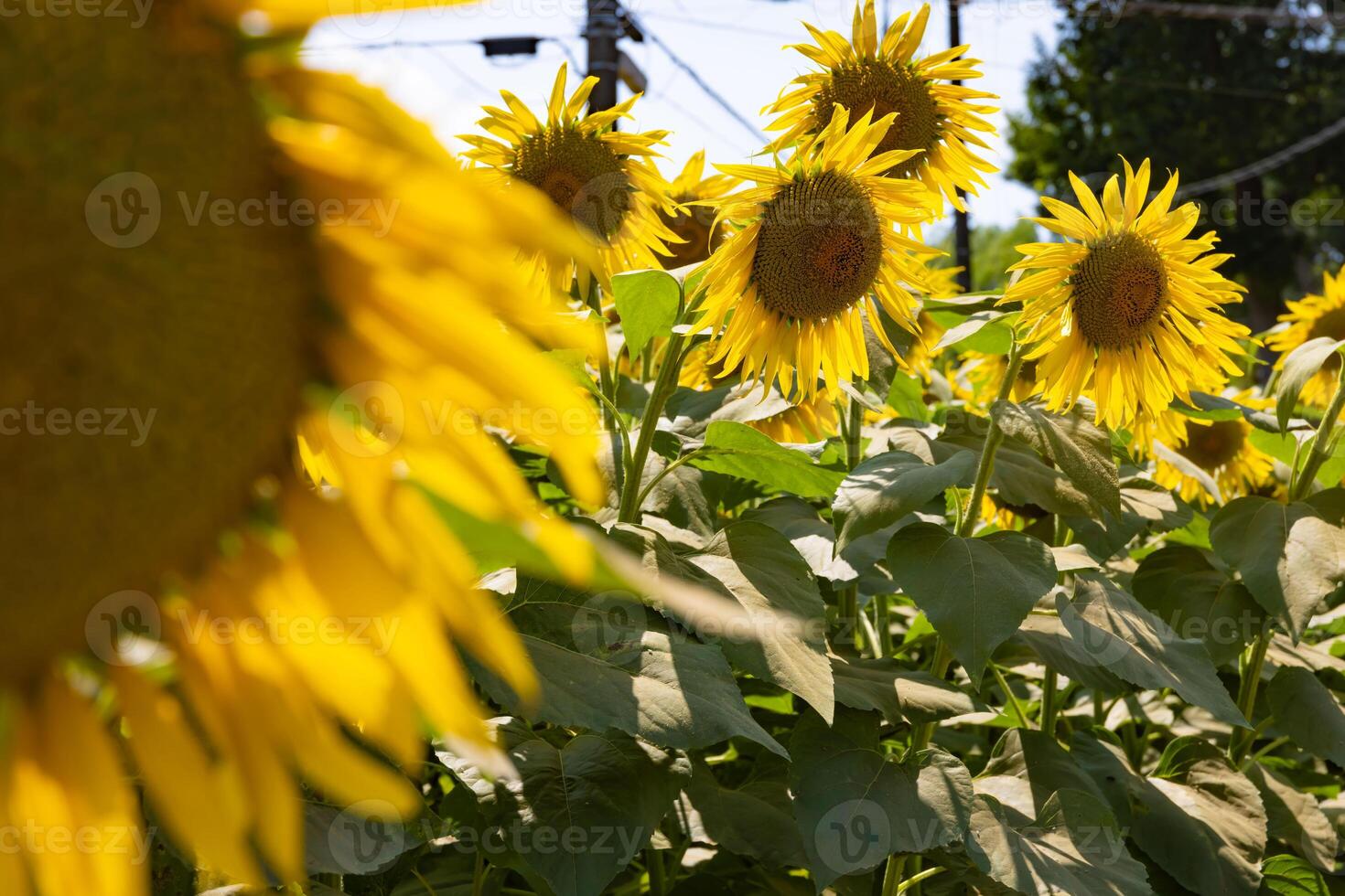 Sonnenblumen beim das Bauernhof sonnig Tag foto