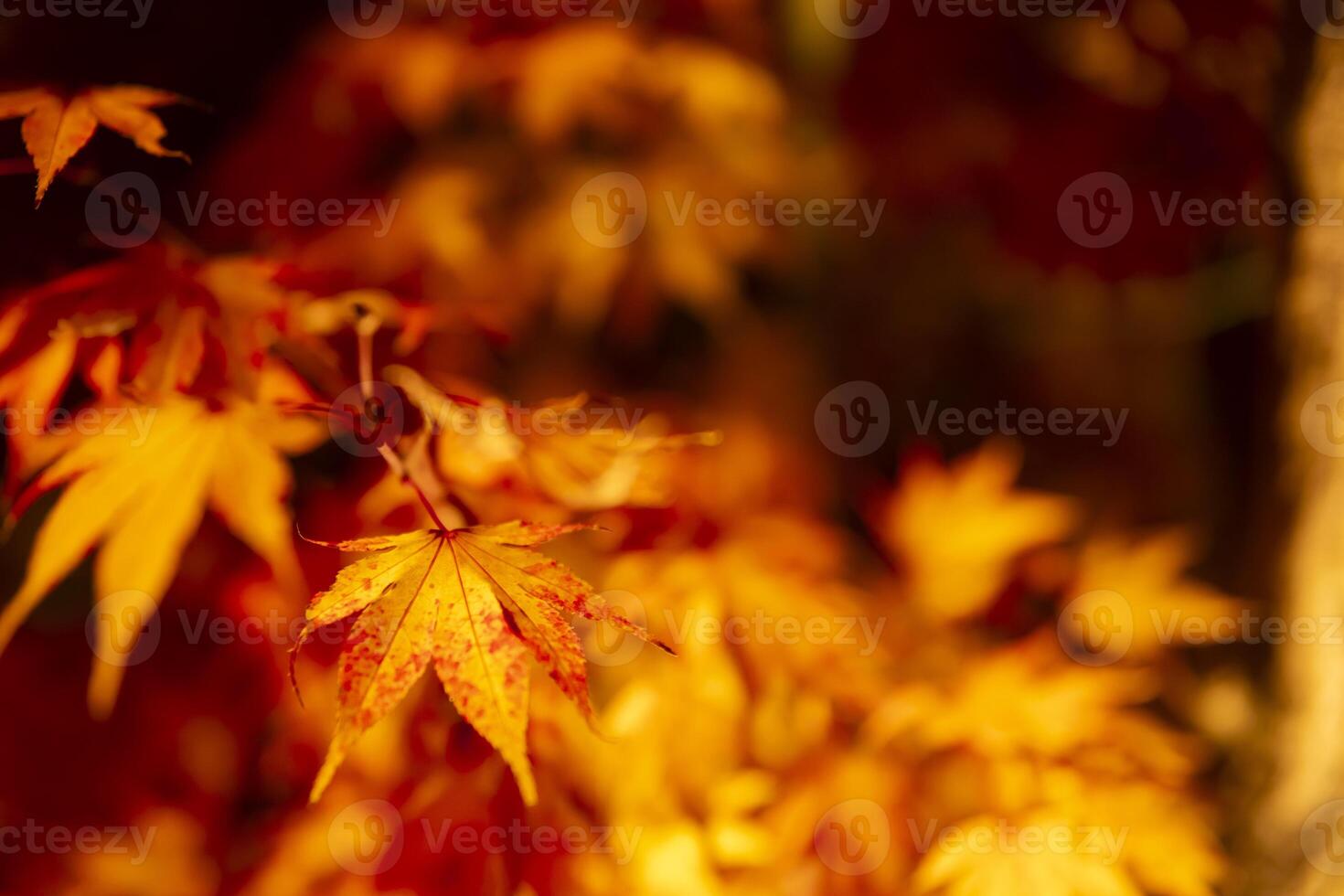 ein beleuchtet rot Blätter beim das traditionell Garten beim Nacht im Herbst schließen oben foto