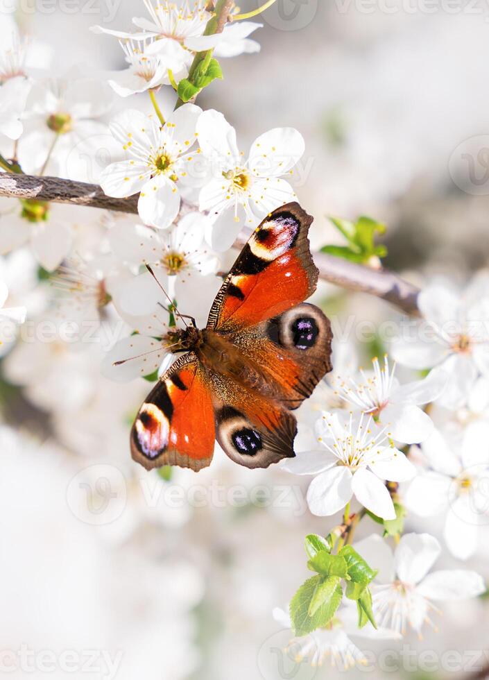 Schmetterling auf das Geäst von Kirsche blüht. Frühling Hintergrund. Nahansicht. selektiv Fokus. foto