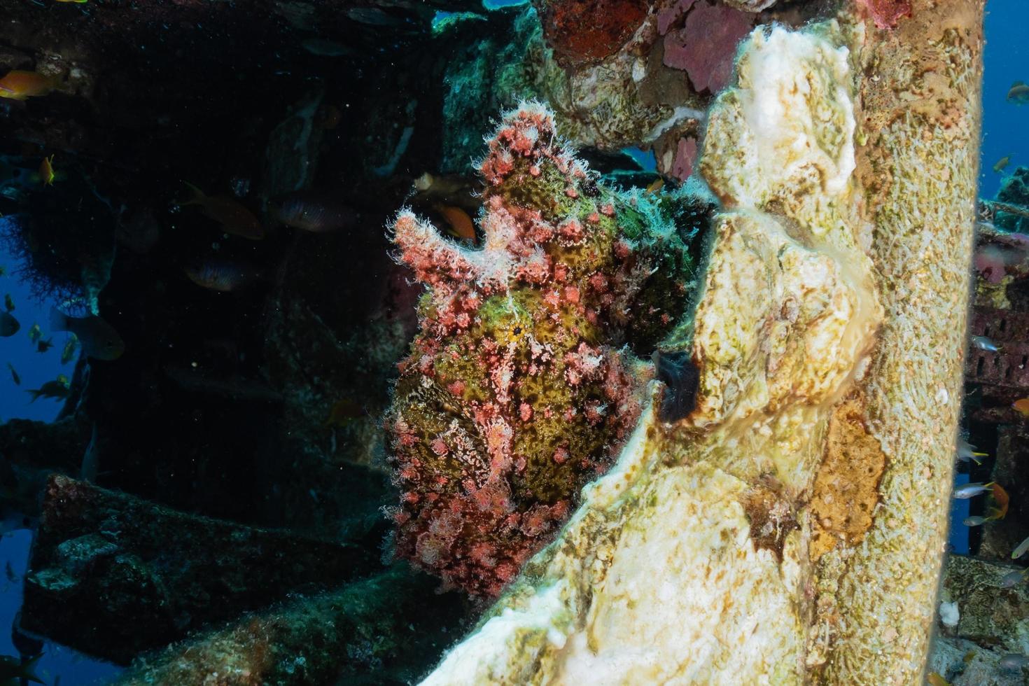 fische schwimmen im roten meer, bunte fische, eilat israel foto